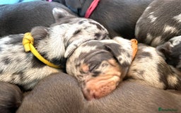 Miniature Dachshund dogs for sale: 8 MINIATURE DACHSHUNDS - Advert 16