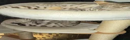 Bengal cats for sale: Mother and baby bengal ready now - Advert 2