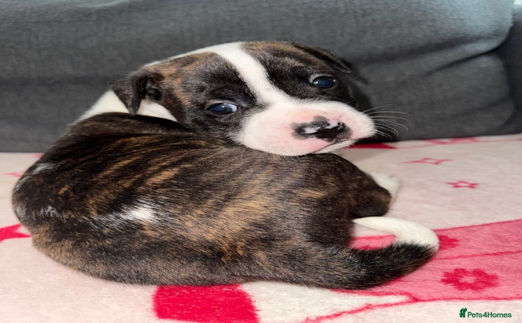 Mixed Breed dogs - Advert 1