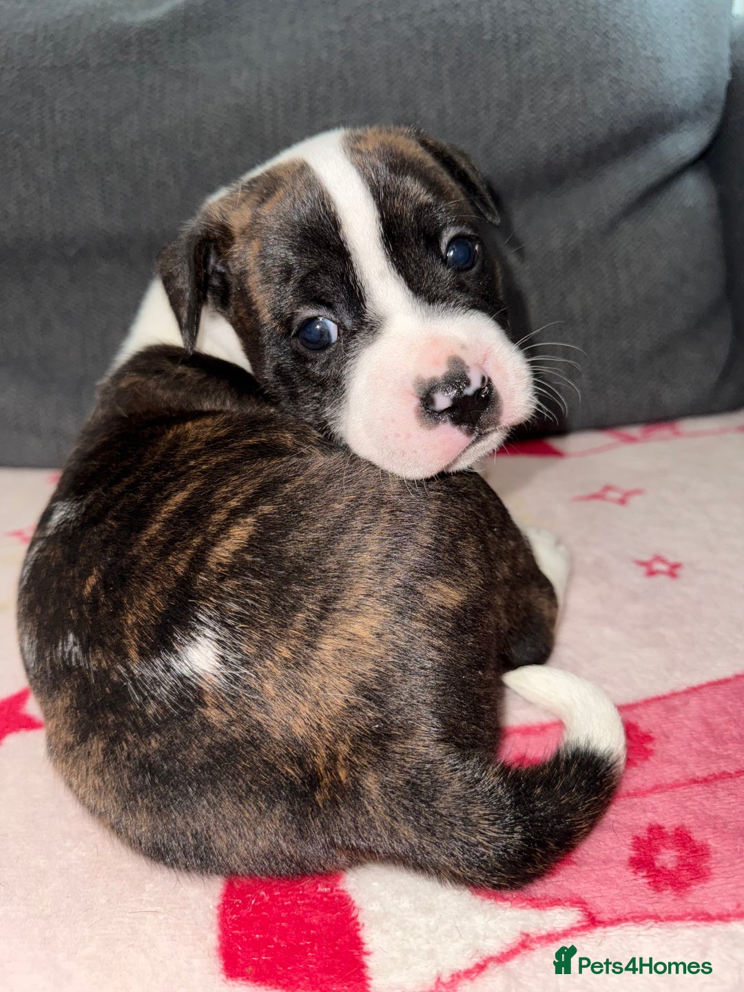 Mixed Breed dogs for sale: Staffy-Cross Puppies - Image 1