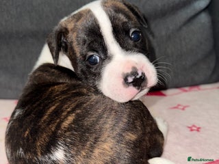 Mixed Breed dogs - Advert 11