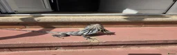 Lizard reptiles for sale: Frilled dragon  - Advert 3