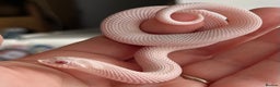 Snake reptiles for sale: Various Western Hognoses - Advert 2