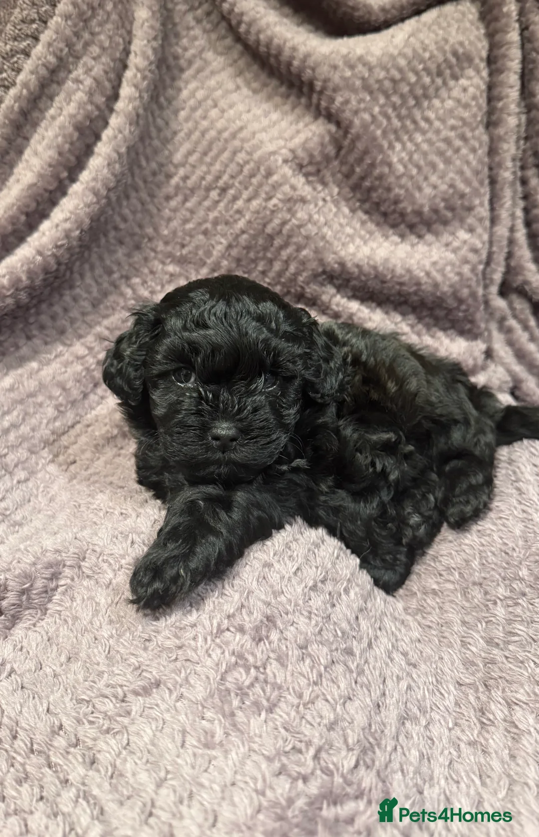 Lhasapoo dogs for sale: Lhasapoo puppies - Advert 3