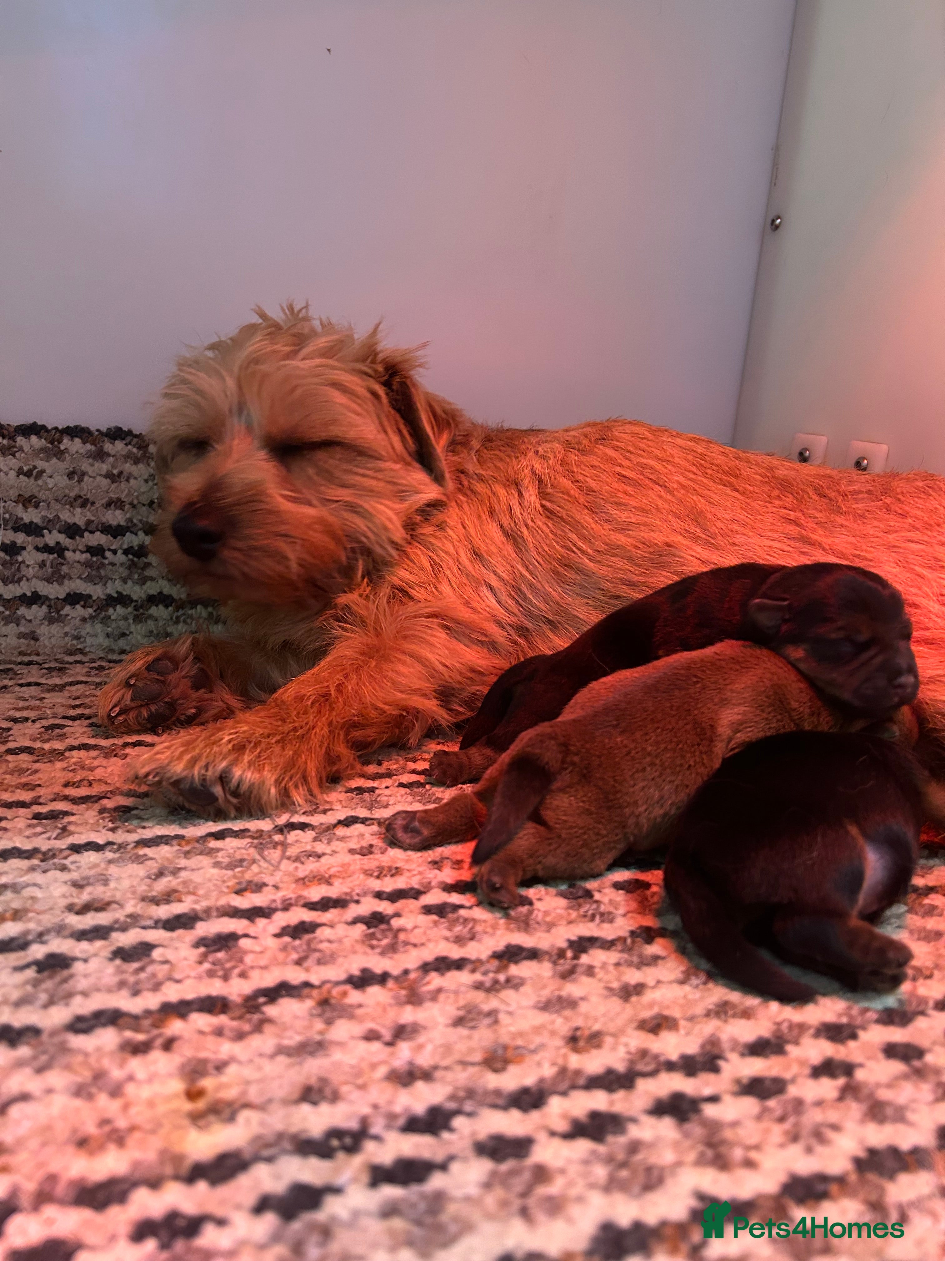 Norfolk Terrier dogs KC Norfolk terrier puppies  - Advert 5