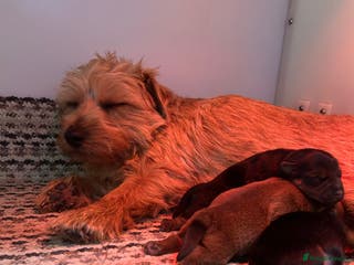Norfolk Terrier dogs KC Norfolk terrier puppies - Advert 1