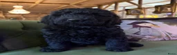 Bernedoodle dogs for sale: Black Bernedoodle Boy 1250 - Advert 5