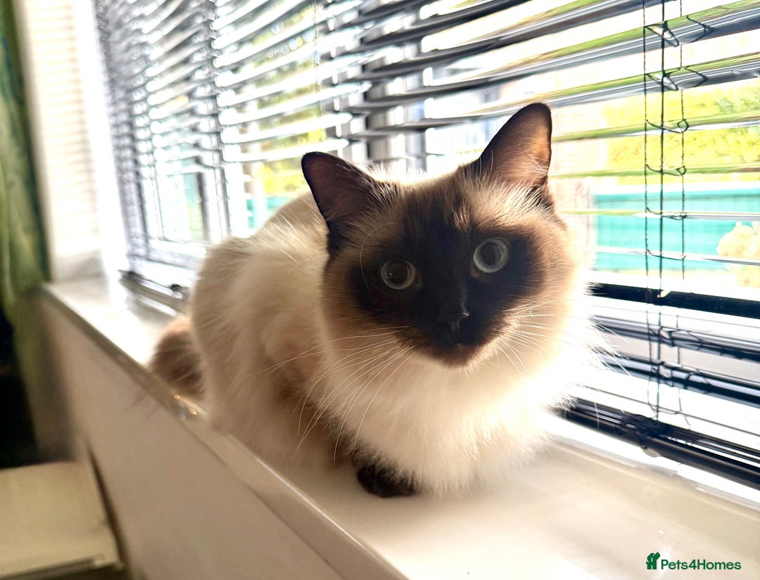 Ragdoll cats for sale: Little monkey  - Advert 5