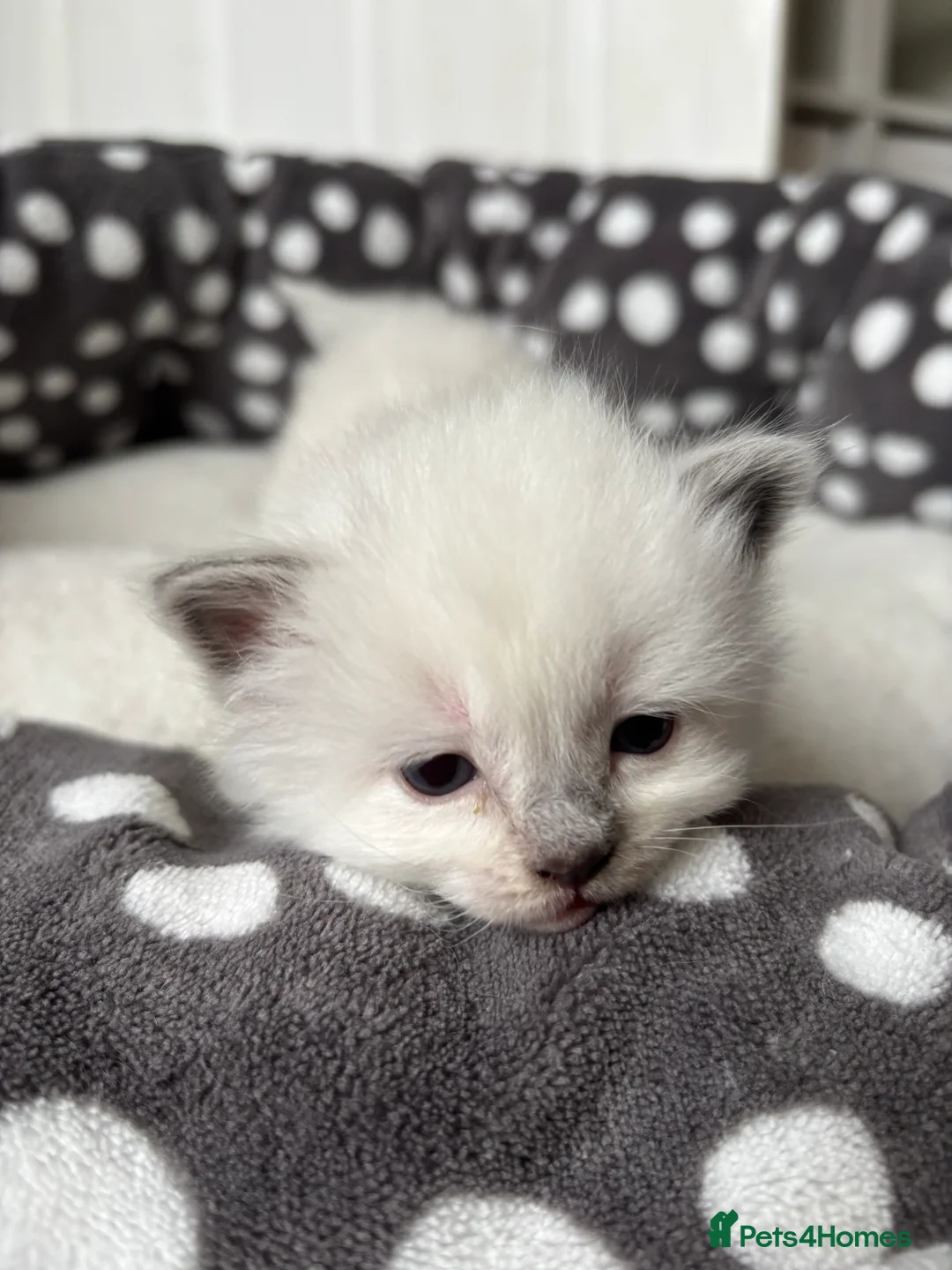 Ragdoll cats for sale: 2 Ragdoll kittens left!  - Advert 2