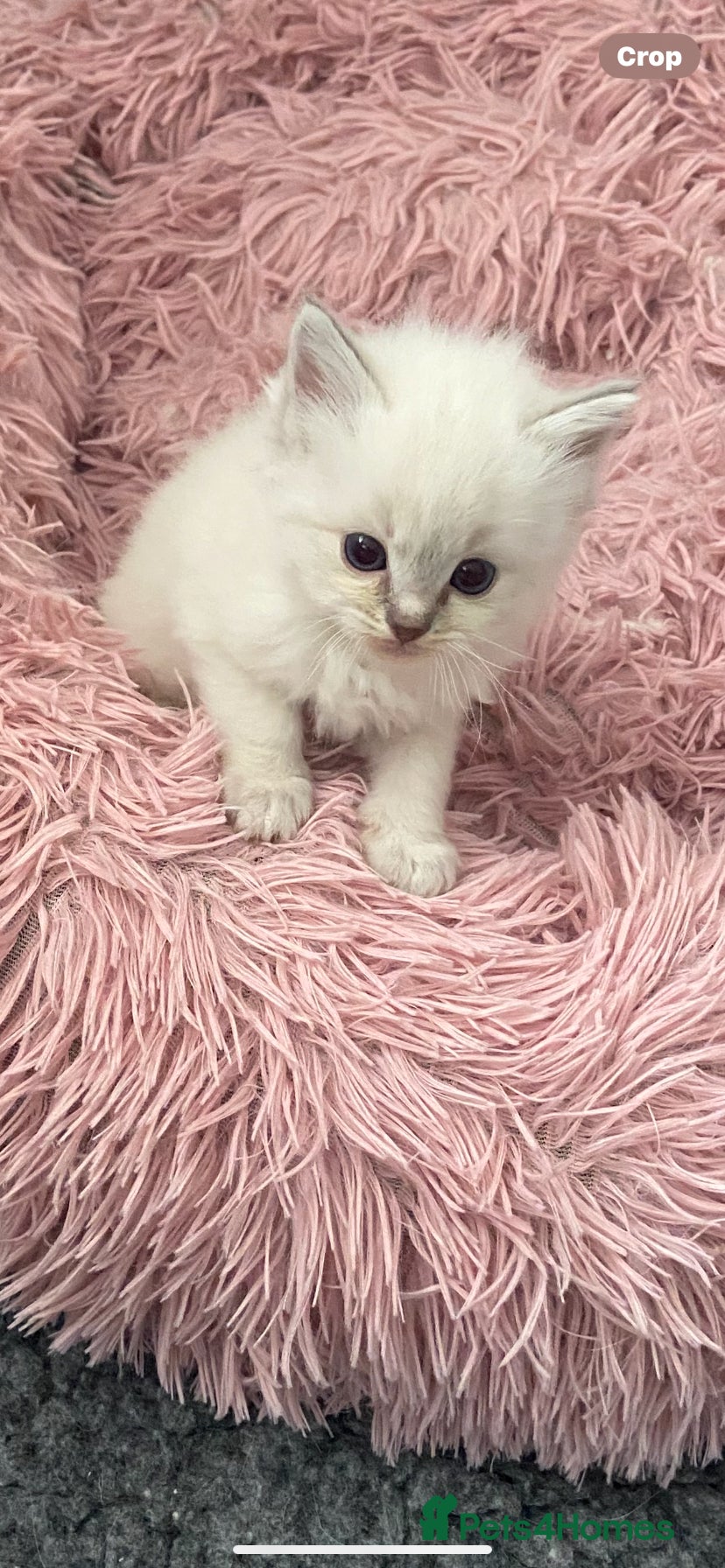 Ragdoll cats Adorable Lilac point Ragdoll kittens - Advert 8