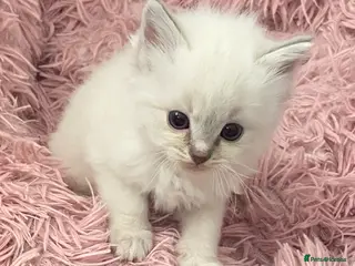 Ragdoll cats Adorable Lilac point Ragdoll kittens - Advert 8