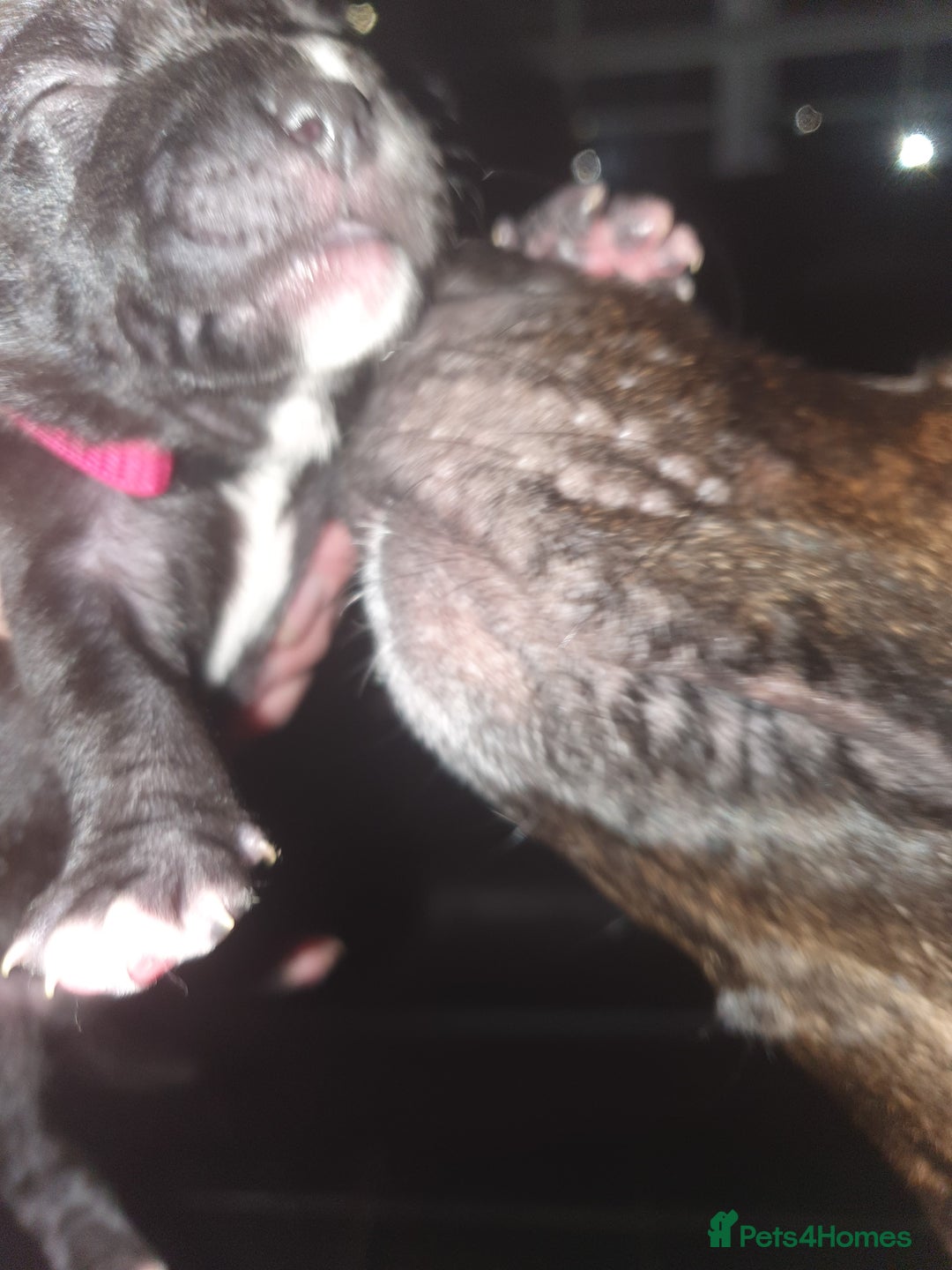 Staffordshire Bull Terrier dogs for sale: Staffordshire Bull Terrior Pups - 9 in total. - Image 7