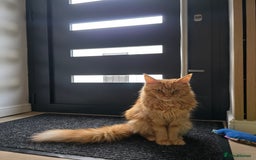 Maine Coon cats for sale: 2 TICA-Registered Maine Coon Kittens Available - Image 40