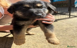 German Shepherd dogs for sale: German Shepherd  Puppies  - Image 7