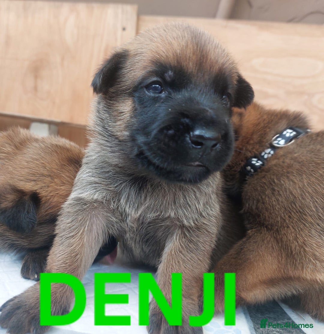 Belgian Shepherd Dog dogs for sale: PuppiesDWKC registered Working Line,Tested Parents - Image 9