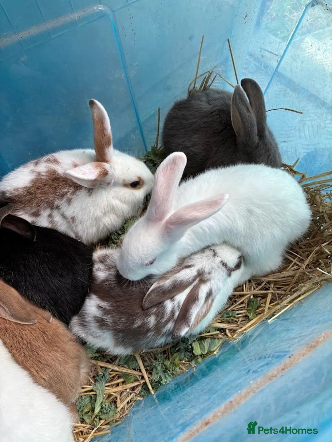 Mixed Breed rabbits for sale: Beautiful Mixed Breed Baby Rabbits  - Advert 2