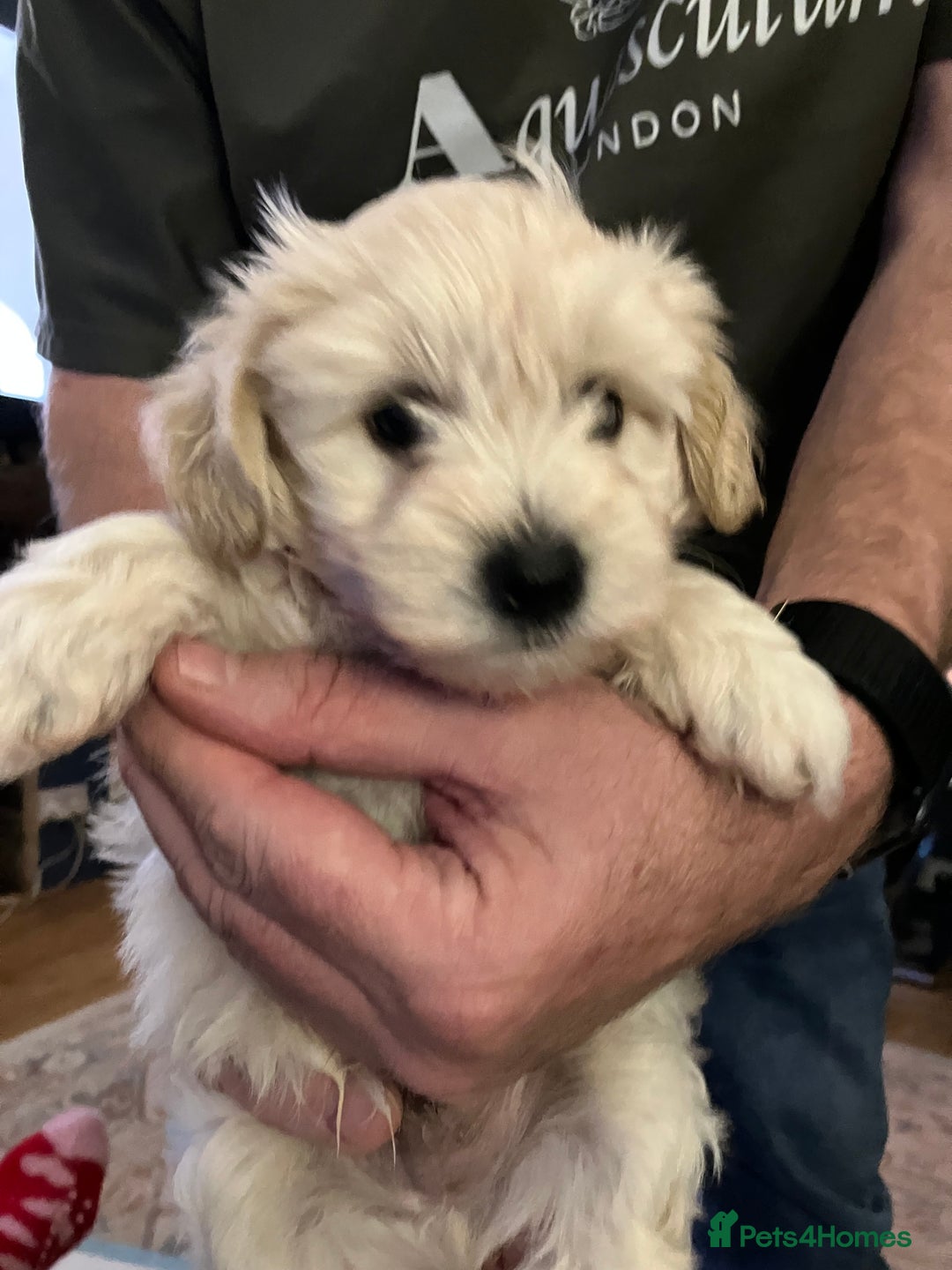 Schnoodle dogs for sale: Schnoodle puppies 3 available from a litter of 5 - Advert 22