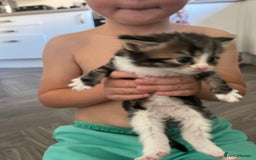 Mixed Breed cats for sale: 5 half Norwegian Forrest cats  - Image 2