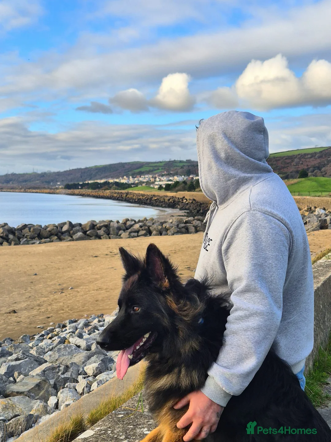 German Shepherd dogs for stud: Stunning German Shepherd stud only - Advert 8