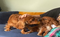 Cavalier King Charles Spaniel dogs for sale: New home needed for beautiful Rafa - Image 7