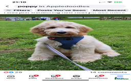 Labradoodle dogs for sale: Multigenerational Miniature Labradoodles - Image 8