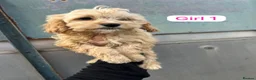 Cavapoo dogs for sale: Cavapoo  - Advert 6