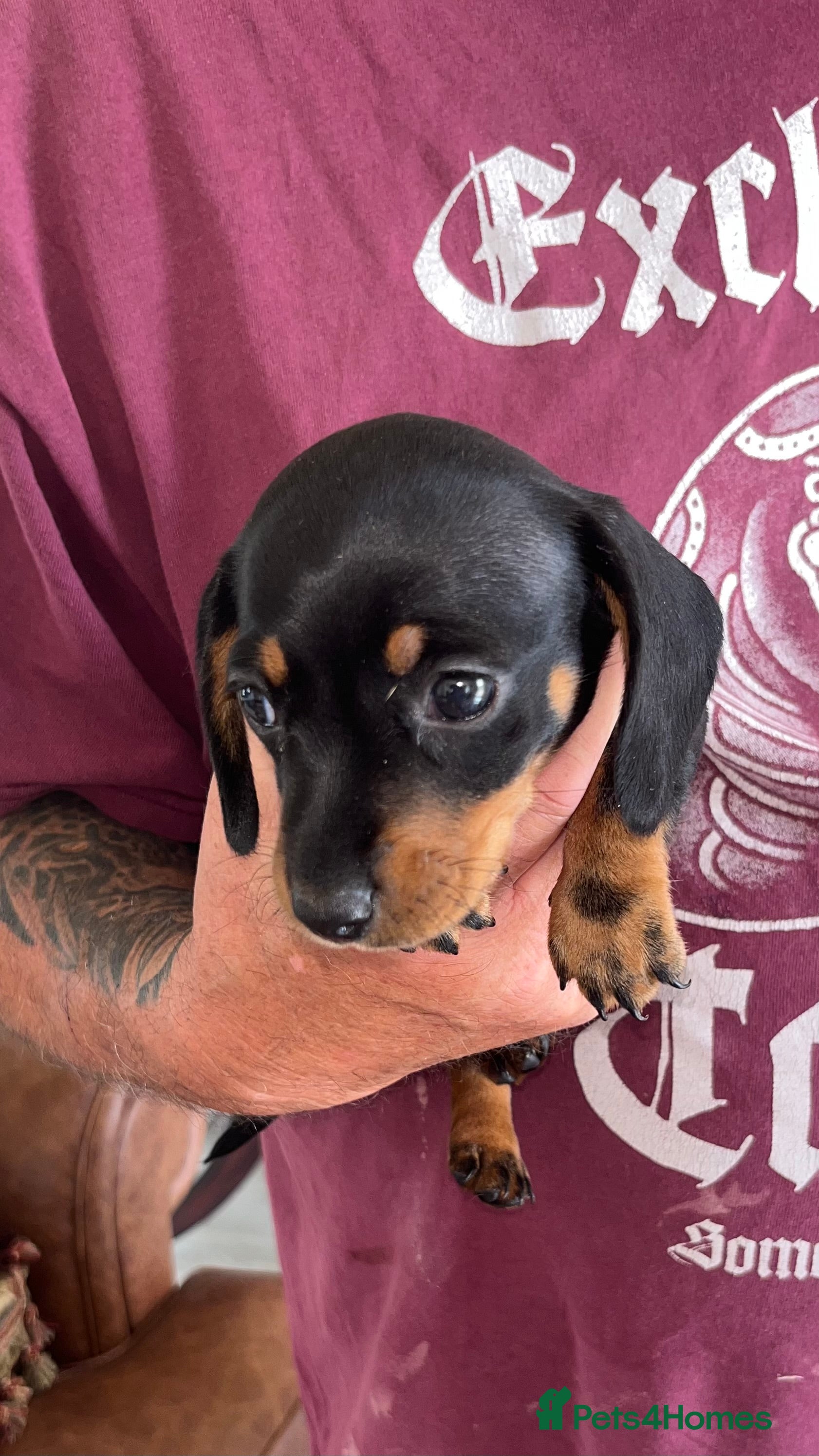 Miniature Dachshund dogs RKC registered miniature smooth Dachshunds - Advert 2