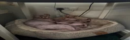 Sphynx cats for sale: Sphynx kittens - Advert 3