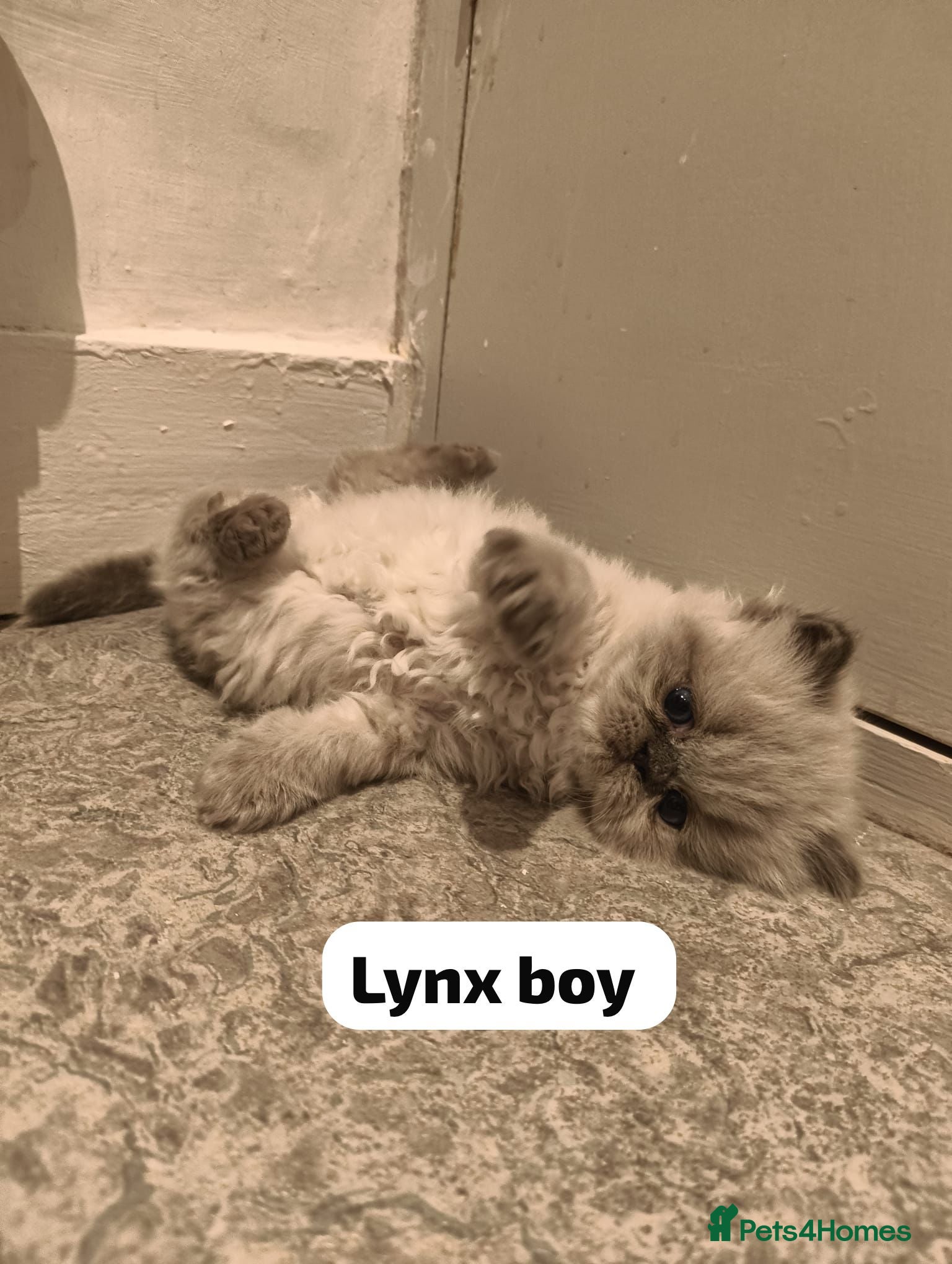 Persian cats Incredible exotic Persian kittens - Advert 9