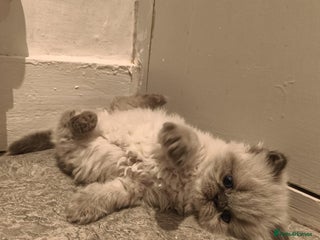 Persian cats Incredible exotic Persian kittens - Advert 17