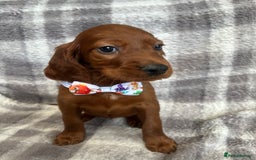 Irish Setter dogs for sale: Stunning litter of kc reg irish setters  - Image 2