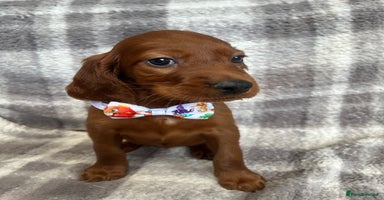 Irish Setter dogs - Advert 1