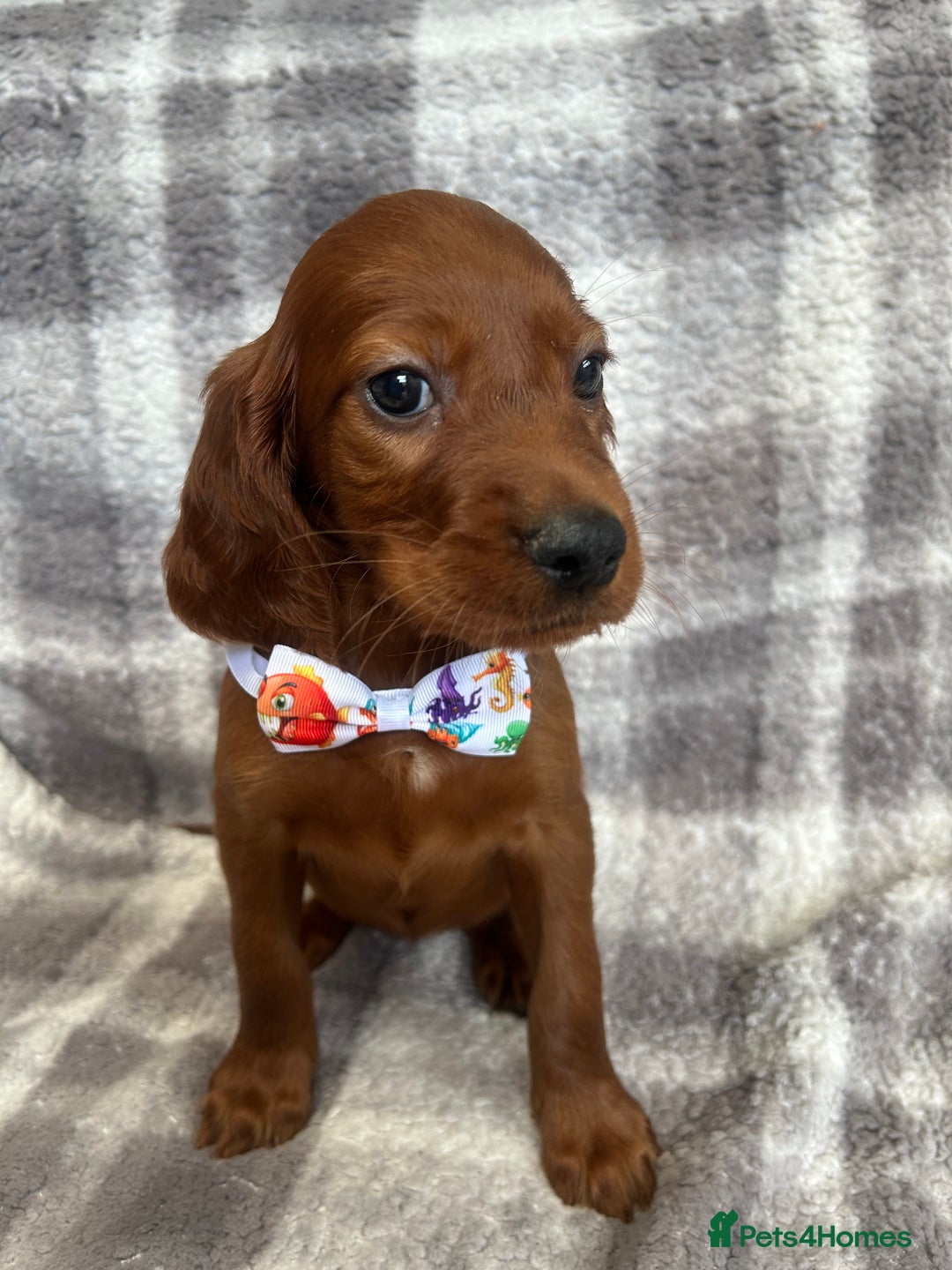 Irish Setter dogs for sale: Stunning litter of kc reg irish setters  - Image 2