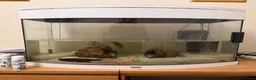 Other/Mixed Breed fish for sale: 2x male axolotls and tank, all decor/food etc in Bridgnorth - Advert 2