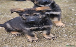German Shepherd dogs for sale: Quality Kc Reg German shepherd - Image 2