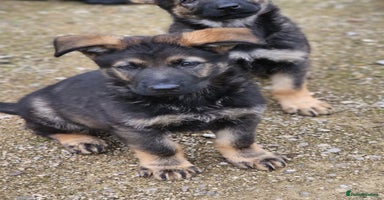 German Shepherd dogs - Advert 10