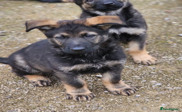 German Shepherd dogs - Advert 5