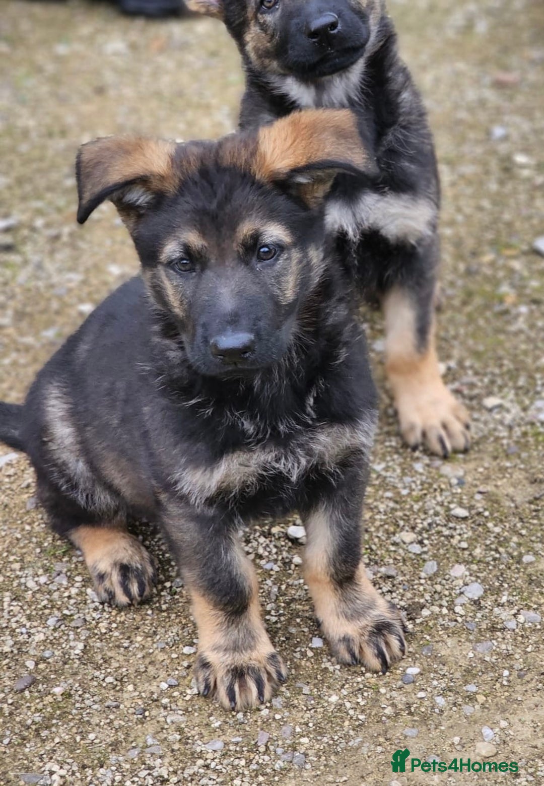 German Shepherd dogs for sale: Quality Kc Reg German shepherd - Image 2
