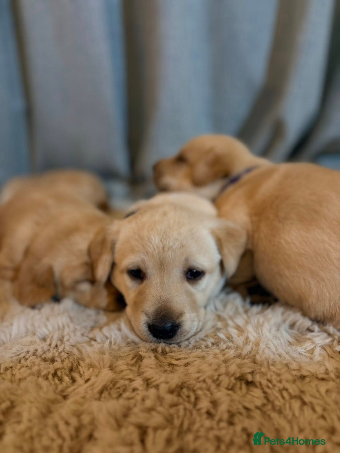 Labrador Retriever dogs for sale: Labrador Puppies - Image 12