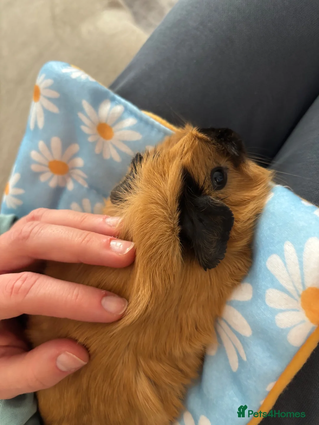 Guinea Pig rodents for sale: 2 Guinea pig sows  in Spalding - Advert 5