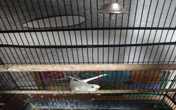 Budgerigars birds for sale: Budgies with cage for Sale in Reading - Image 4