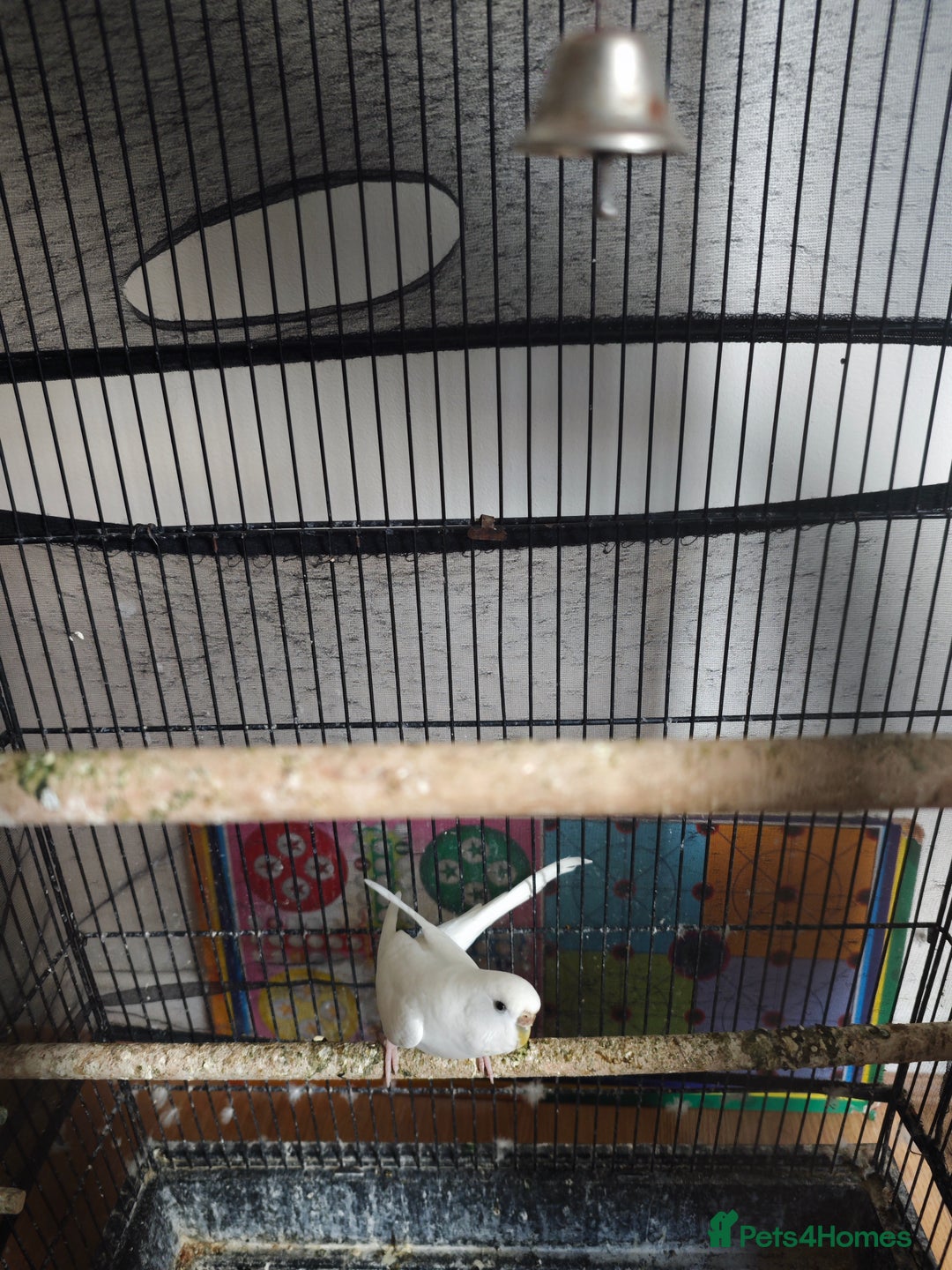 Budgerigars birds for sale: Budgies with cage for Sale in Reading - Image 4
