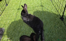 Dwarf Lop rabbits for sale: 9 Dwarf lop Rabbits ready for a new home - Image 12