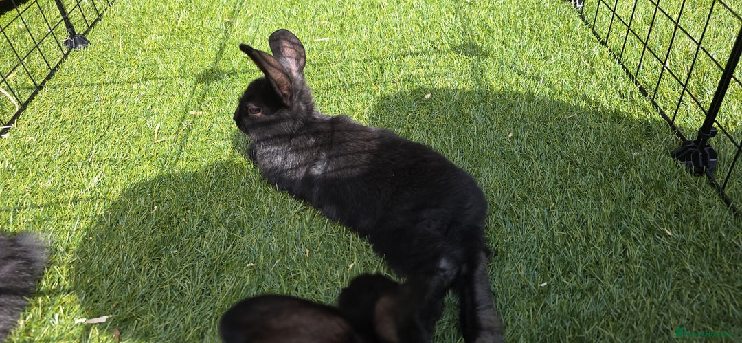 Dwarf Lop rabbits for sale: 9 Dwarf lop Rabbits ready for a new home - Image 12