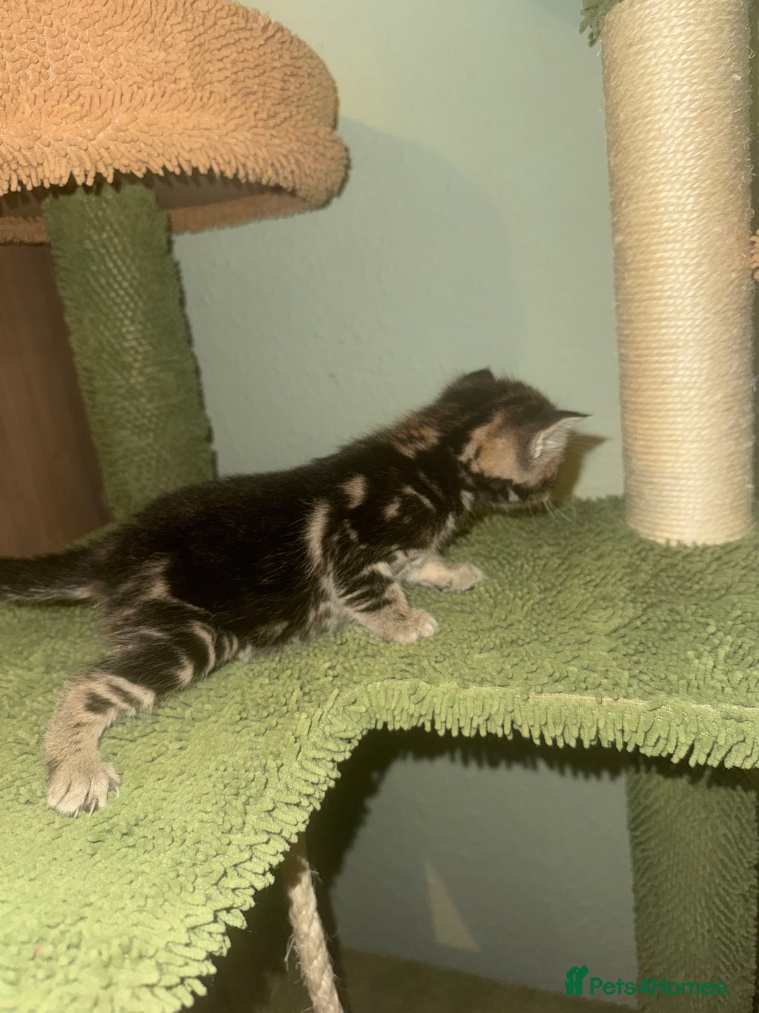 Bengal cats for sale: 3/4 bengal 1/4BSH - Advert 16