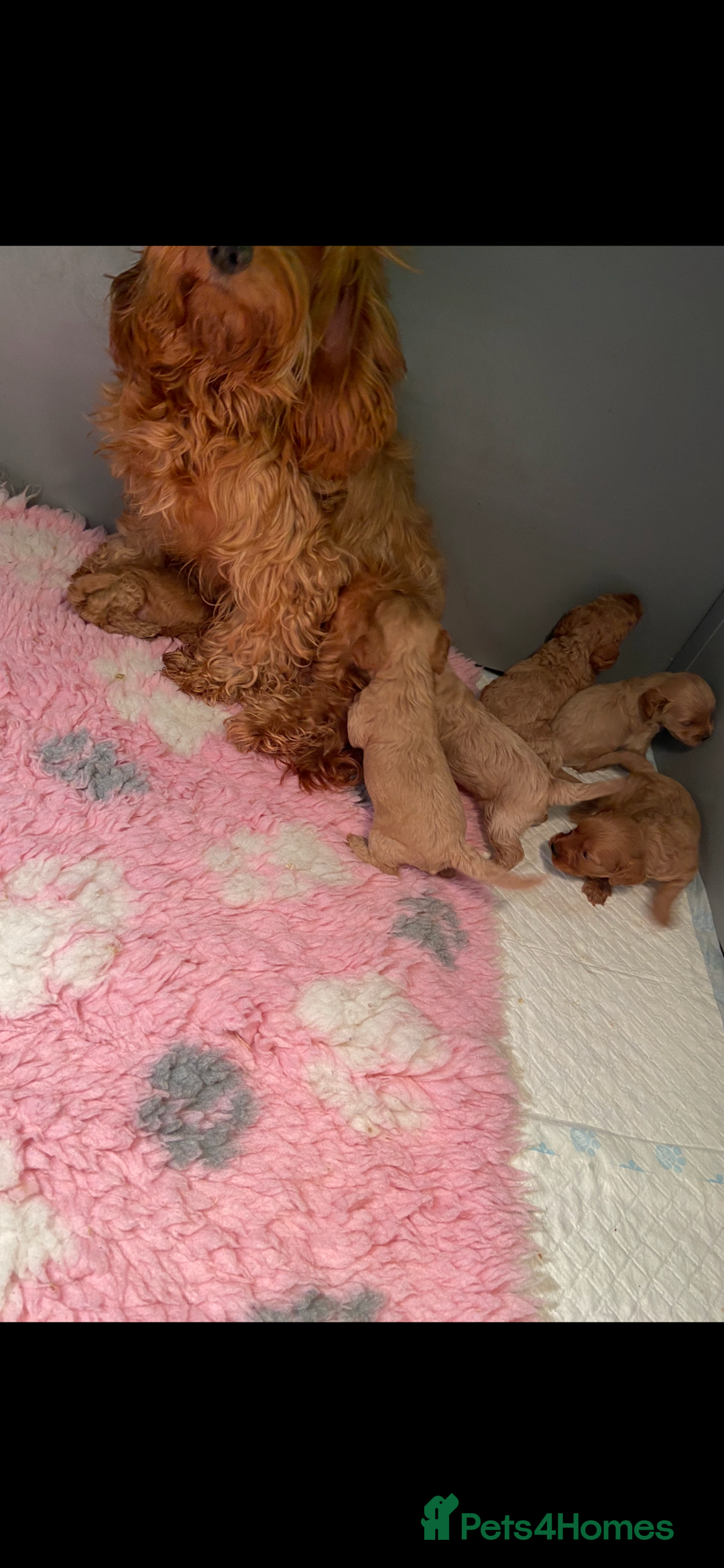 Cockapoo dogs for sale: F1b toy cockapoo  - Image 11