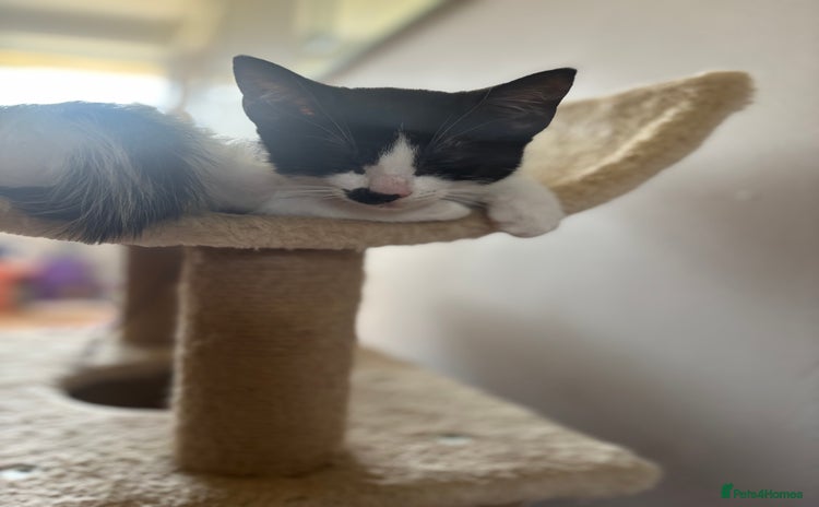 Mixed Breed cats in Wimborne - Advert 2