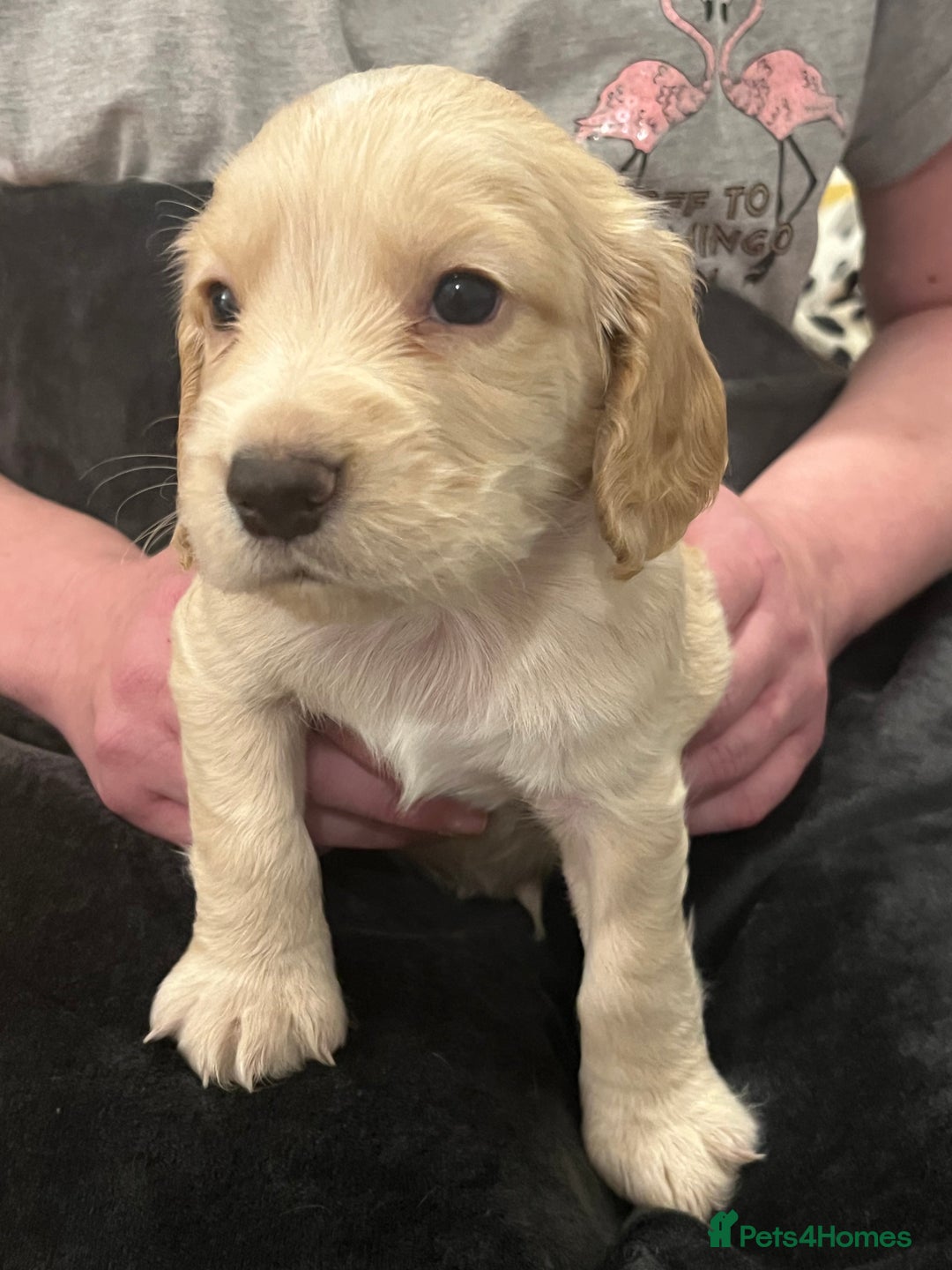 Sprocker dogs for sale: SPROCKER SPANIELS PUPPIES  - Advert 14