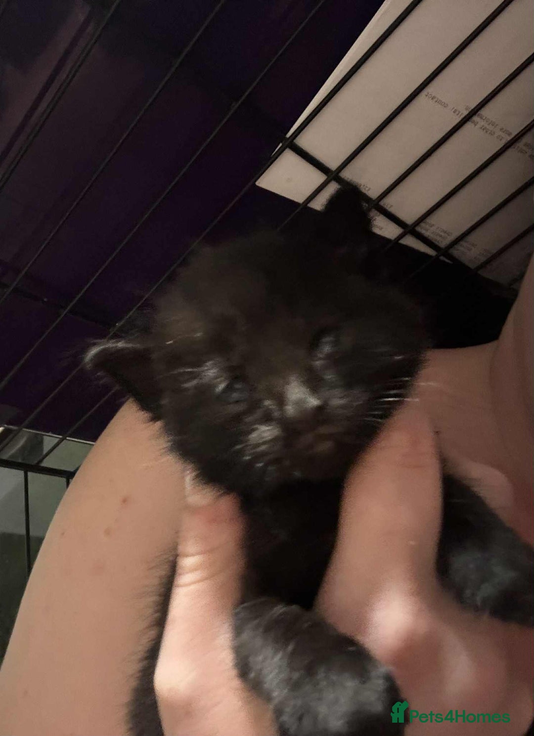 Mixed Breed cats for sale: Mixed kittens for sale  - Image 2