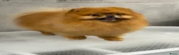 Pomeranian dogs for stud: Orange bear type boy for stud - Advert 5